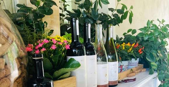 Lucca - Prova de vinhos naturais em Tenuta Mareli
