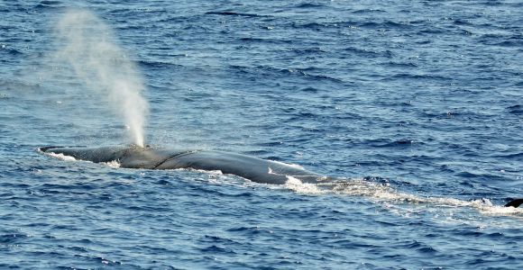 Savona: tour guidato di osservazione dei cetacei al Santuario Pelagos