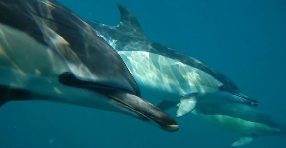 Лиссабон: наблюдение за дельфинами с морским биологом