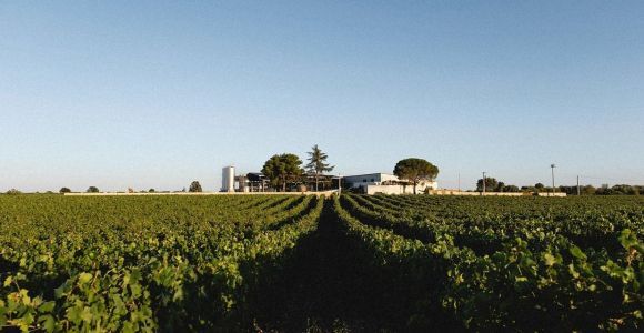 Bari/Gioia del Colle: En bici entre viñedos y catas de vino