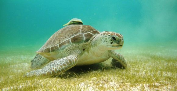 Akumal Bay: Cenoten und Schnorcheln mit Schildkröten