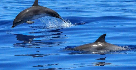 Лиссабон: круиз по реке Тежу к океану и наблюдение за дельфинами