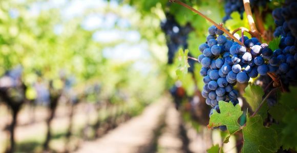 Kavos: Wycieczka do winiarni z degustacją wina