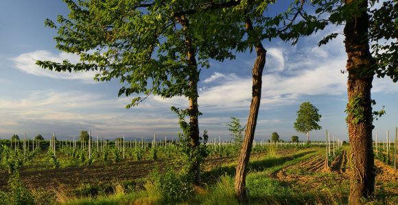 Pramaggiore: Winiarnia Ornella Bellia - wycieczka z przewodnikiem i degustacja