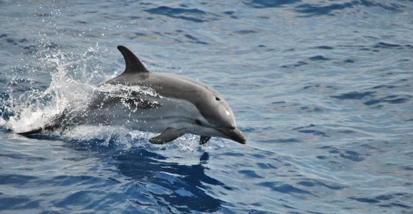 Генуя: круиз по наблюдению за китами в заповеднике Пелагос