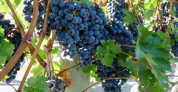 Z Katanii: Półdniowa wycieczka na Etnę i degustacja wina