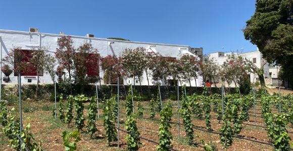 Salento: Weinkeller-Tour und Verkostung