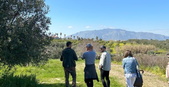 Balestrate : Visite d'une oliveraie avec dégustation de vins et d'huile d'olive