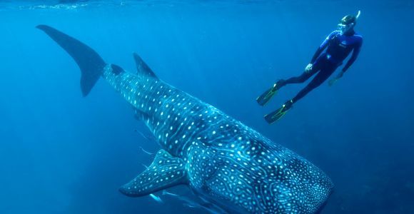 Cancun o Riviera Maya: tour degli squali balena e spiaggia di Playa Norte