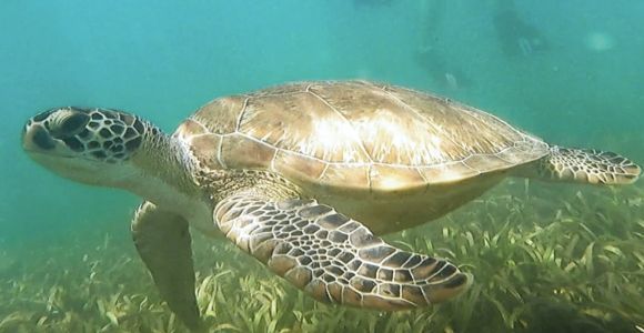 San Juan: Manatee and Turtle Snorkeling Tour with Free Rum