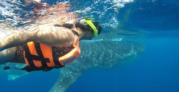Z Cancún: półdniowe nurkowanie z rekinami wielorybimi