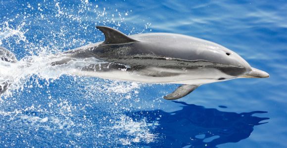 Génova: paseo en barco con avistamiento de cetáceos con guía biólogo marino