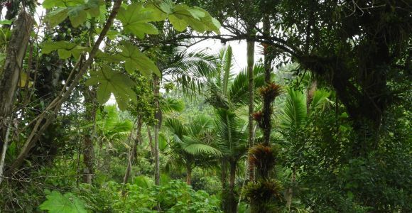 Forêt tropicale nationale d'El Yunque : Promenade dans la nature et excursion sur la plage