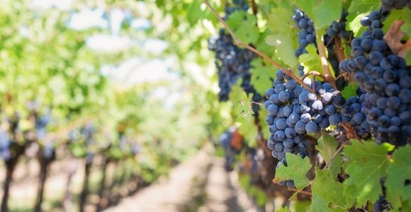 Martina Franca: Degustación de vinos y productos locales