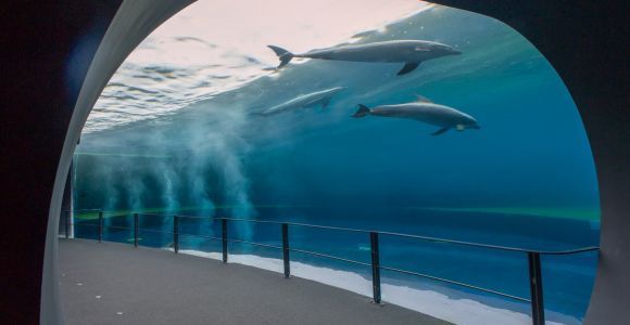 Gênes : Aquarium et FantaCinema Billet combiné