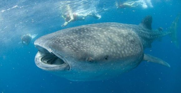 Cancún: popływaj z rekinami wielorybimi