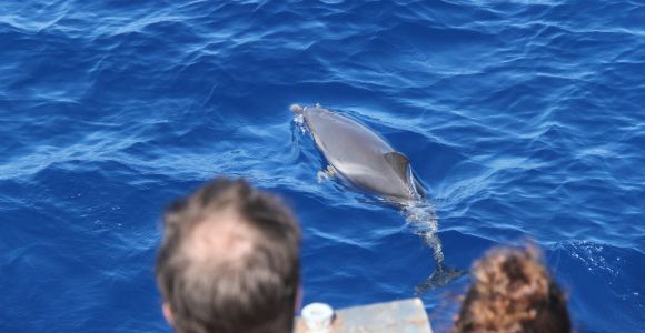 Savona: Crucero con guía por la fauna del Santuario de Pelagos