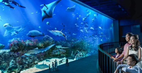 Singapore: biglietto elettronico per il S.E.A Aquarium
