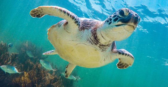 Von Cancun aus: Tulum und Akumal Cenote und Schildkrötenschwimmen Tour