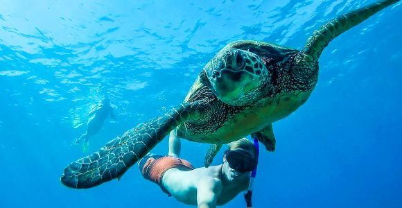 San Juan: Pływanie i snorkeling z żółwiami