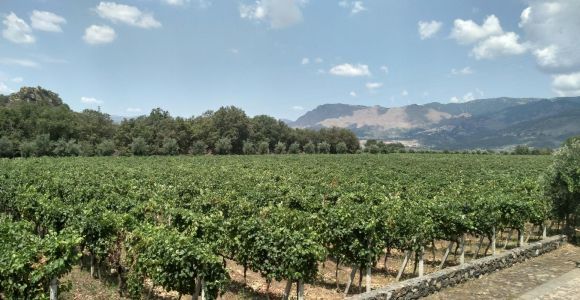 Этна: дегустация вин и гастрономический тур