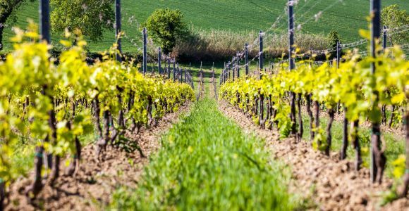 Rimini: wycieczka po winnicach San Valentino z degustacją wina DOC