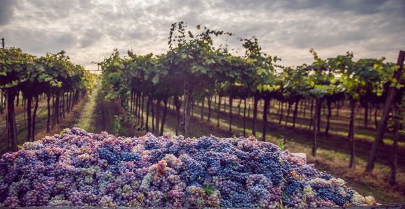 Из Болоньи: дегустация вин и тур по виноградникам