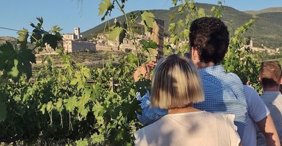 Assisi: Degustazione di vini, abbinamento gastronomico, passeggiata nei vigneti