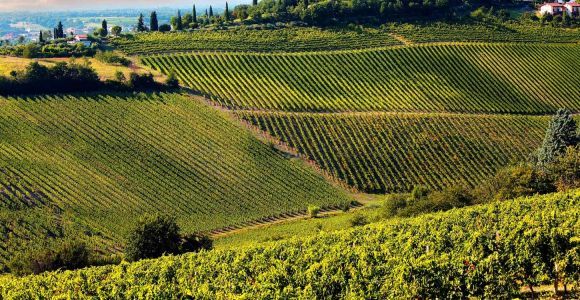 Z Pizy lub Lukki: półdniowa degustacja wina Chianti w Toskanii