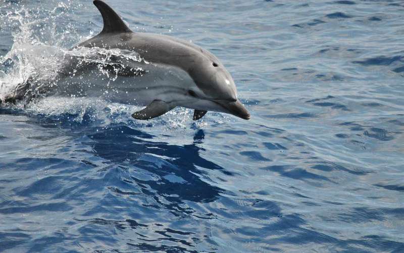 Whale Watching Genua im Pelagos-Schutzgebiet, 3 Stunden