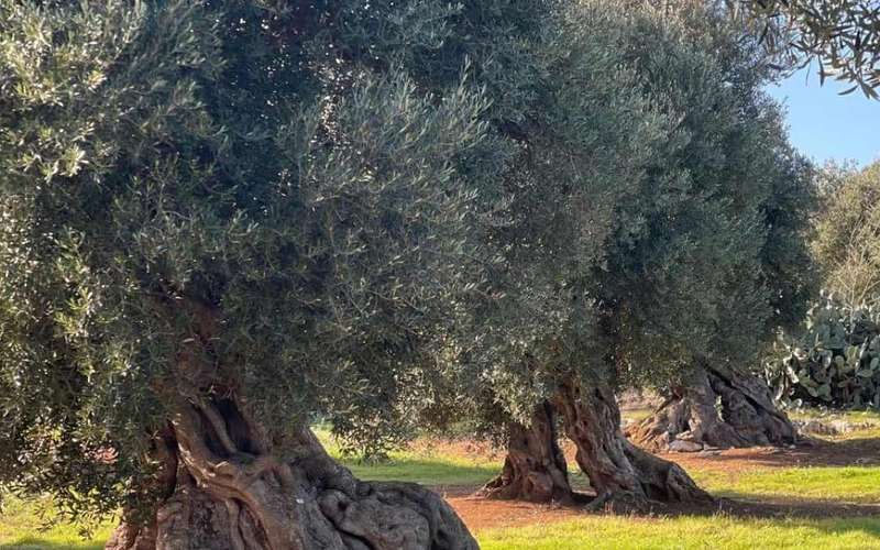 Olívaolaj-túra Ostuni közelében: malom, múzeum és kóstoló