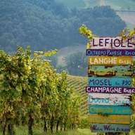 Oltrepò Pavese: Spaziergang im Weinberg und Weinprobe, nur 1 Stunde von Mailand entfernt