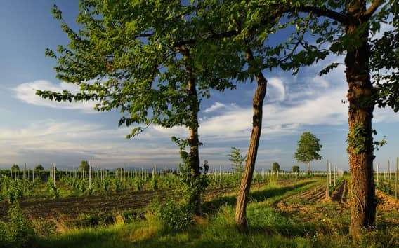 Pramaggiore: Ornella Bellia Winery Guided Tour & Tasting