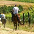 Lovaglótúra San Gimignanóban agriturizmusbeli étkezéssel