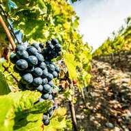 Da Firenze: Tour enogastronomico della Toscana con guida