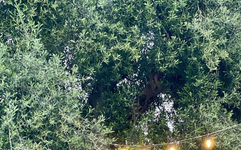 Wycieczka po gospodarstwie oliwnym w Ostuni z degustacją