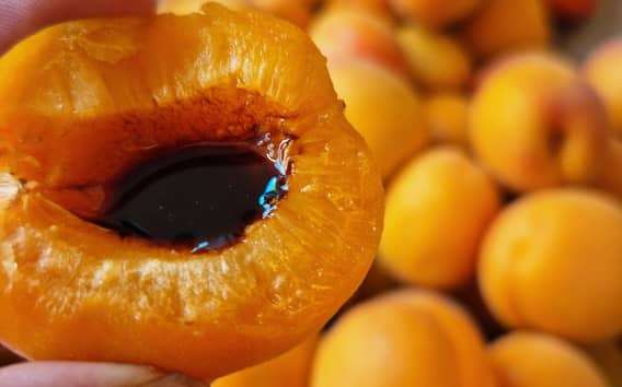 Balsamico-Verkostung in Modena: g.U.-Essig mit Bio-Obst
