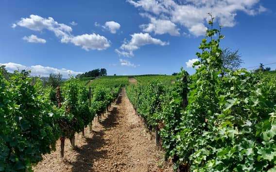 Cata de vinos Colli Piacentini en Castell'Arquato