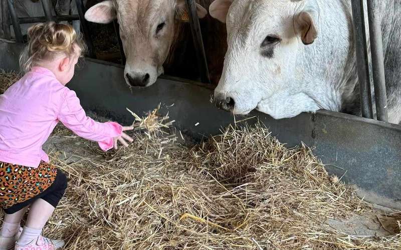 Farmlátogatás Foiano della Chianában: chianina és Cinta Senese fajták
