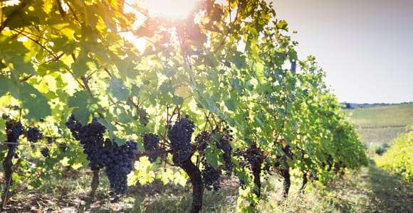 Rimini Beyond the Coast: Organic Wine & Clay Terroir Journey