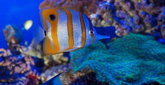 Gênes : Billets d'entrée pour l'aquarium, le musée de Galata et le sous-marin