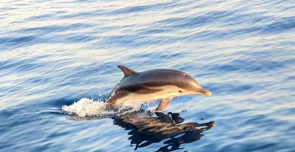 Giardini Naxos: Cruzeiro de observação de golfinhos ao pôr do sol com aperitivo