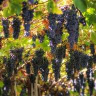 Amarone Wine Tour & Tasting from Venice, Padua or Verona