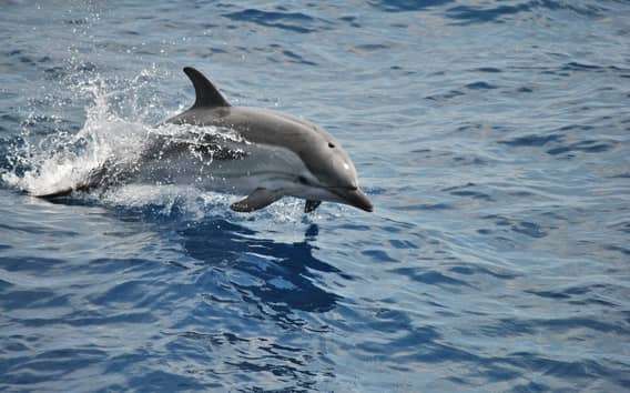 Whale Watching Genua im Pelagos-Schutzgebiet, 3 Stunden