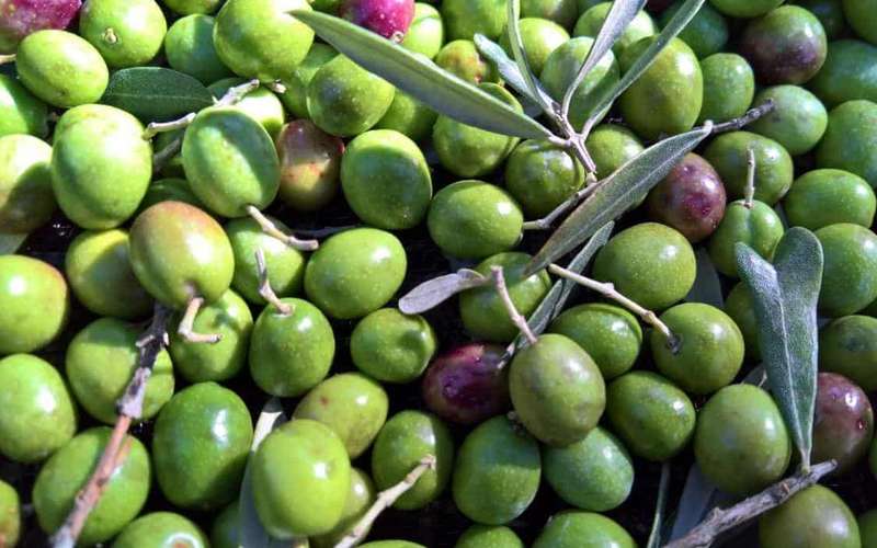 Assisi bio olívaolaj-kóstoló egy családi gazdaságban