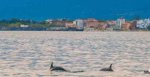 Giardini Naxos Taormina: Excursão de observação de golfinhos ao pôr do sol