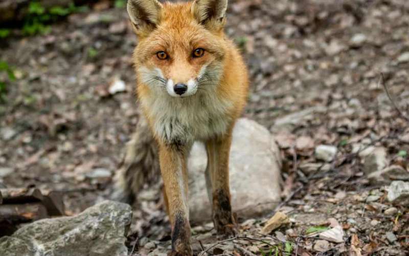 Parc Animalier d'Introd belépőjegy hangos útikalauzzal