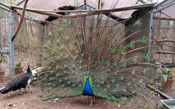 Visita a una granja cerca de Pesaro con animales rescatados