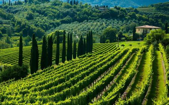Tour de vinos de Valpolicella desde Verona con dos bodegas