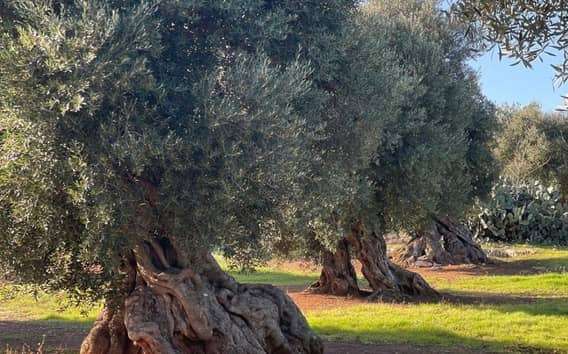 Tour del aceite de oliva en Ostuni: almazara y cata guiada